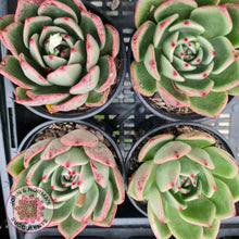 Load image into Gallery viewer, Echeveria Mocha - John & Norma's Succulents