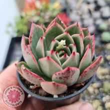 Load image into Gallery viewer, Echeveria Mocha - John & Norma's Succulents