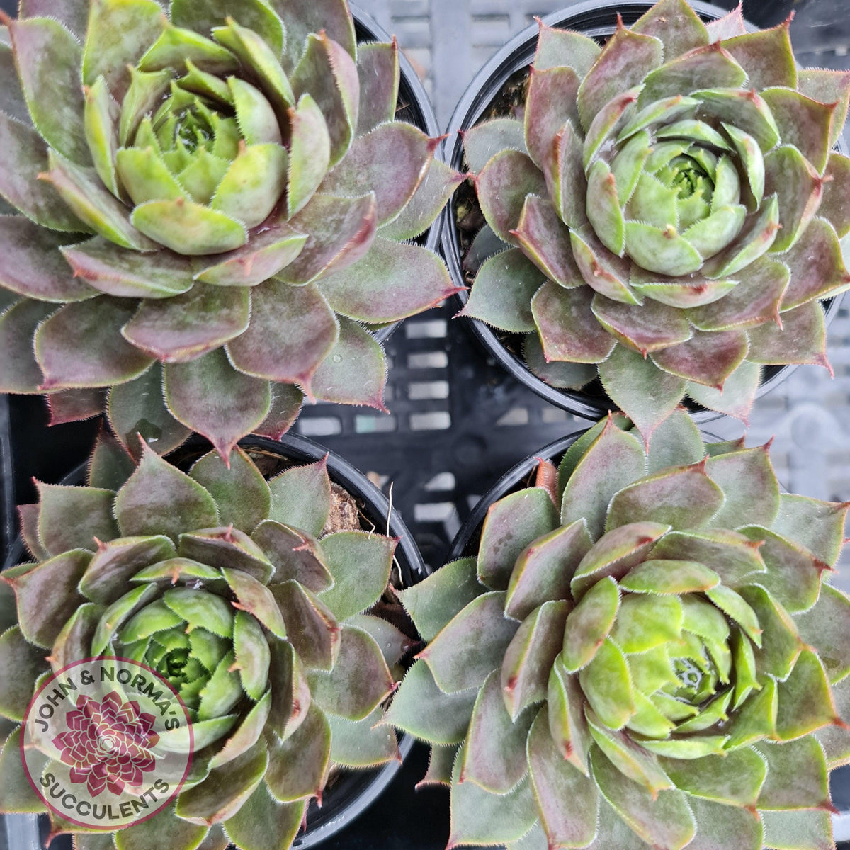Sempervivum 'Slabber's Seedling'