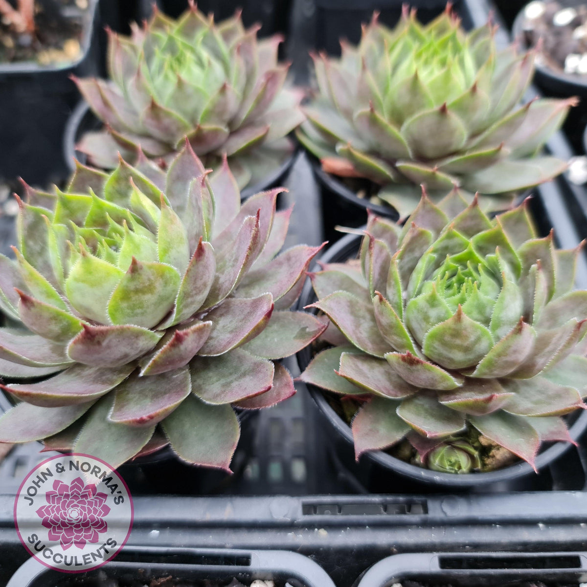 Sempervivum 'Slabber's Seedling'