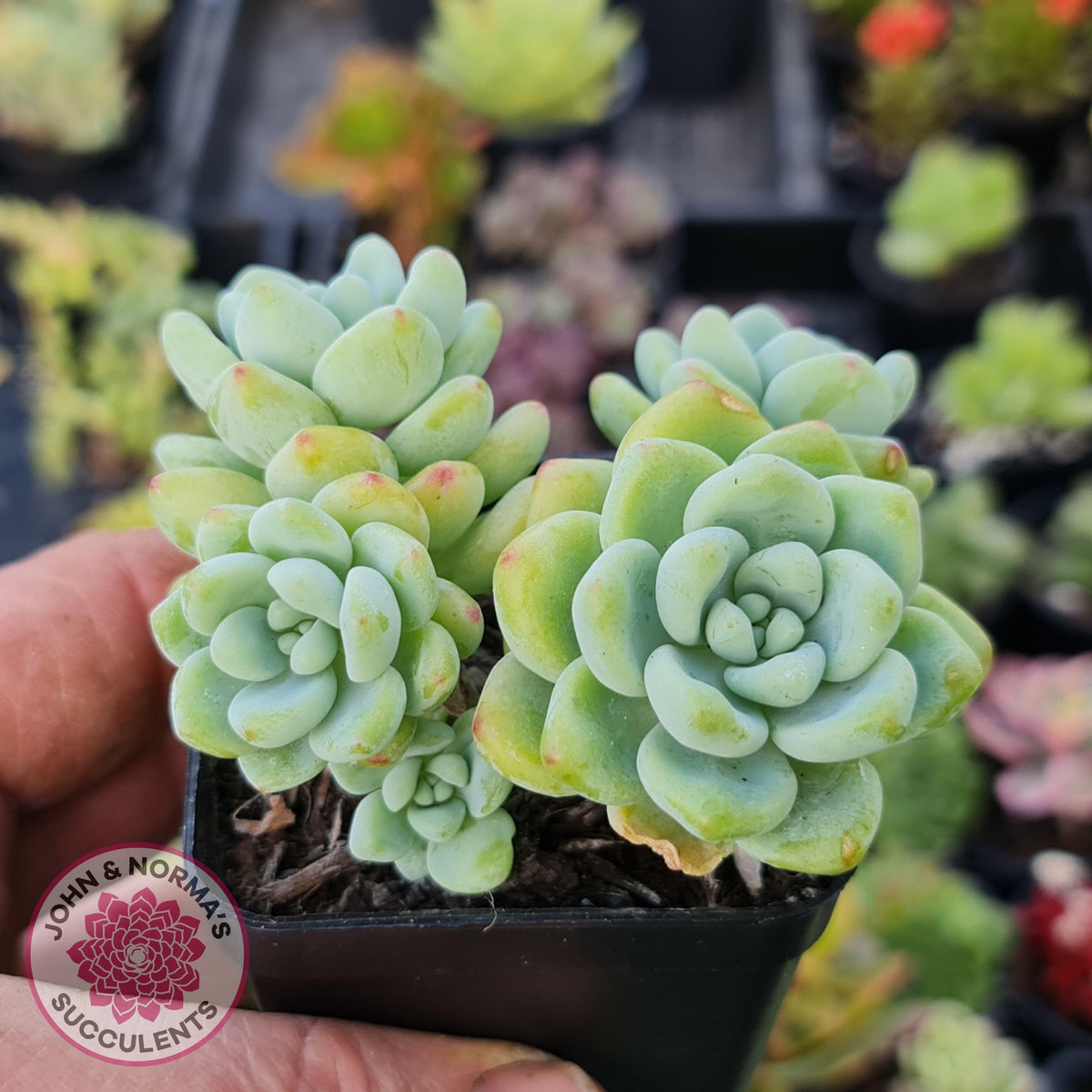 Sedum clavatum (multi)