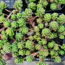 Load image into Gallery viewer, Sedum Album - John & Norma's Succulents