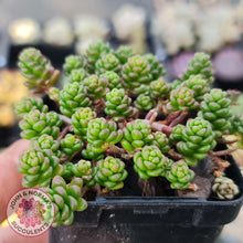 Load image into Gallery viewer, Sedum Album - John & Norma's Succulents