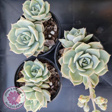 Load image into Gallery viewer, Graptoveria Titubans - John & Norma's Succulents