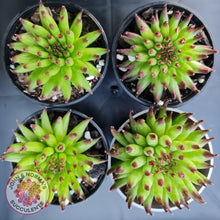Load image into Gallery viewer, Sempervivum Pittoni - John & Norma's Succulents