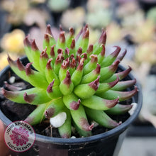 Load image into Gallery viewer, Sempervivum Pittoni - John & Norma's Succulents
