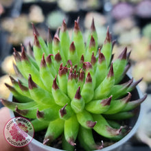Load image into Gallery viewer, Sempervivum Pittoni - John & Norma's Succulents