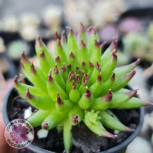 Load image into Gallery viewer, Sempervivum Pittoni - John & Norma's Succulents