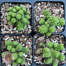 Load image into Gallery viewer, Monanthes polyphylla - John & Norma's Succulents