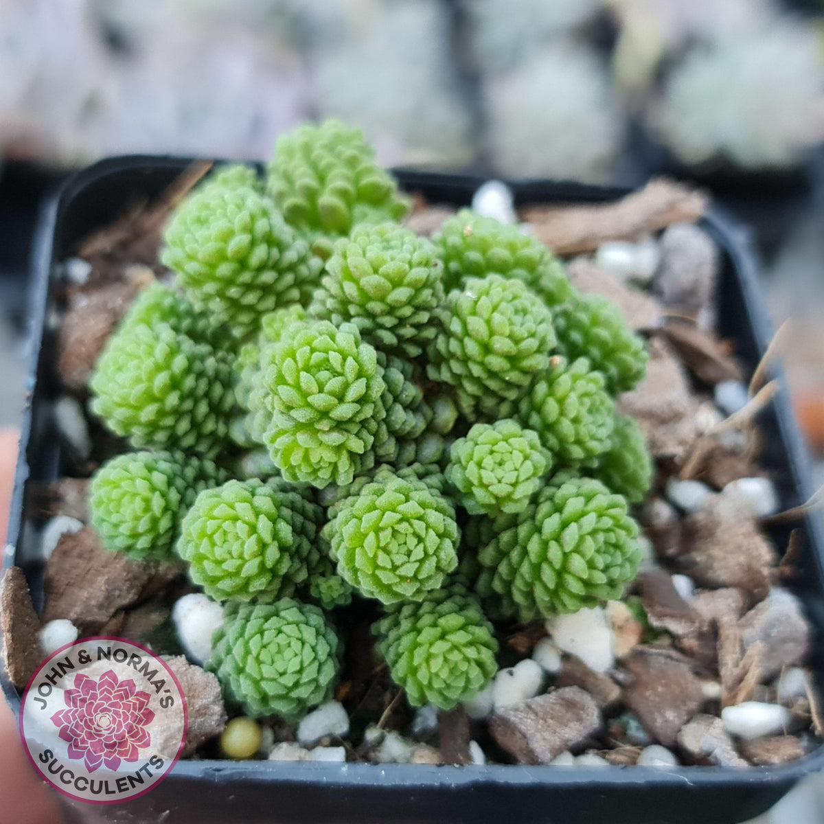 Monanthes polyphylla
