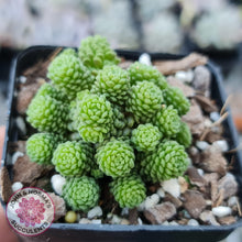 Load image into Gallery viewer, Monanthes polyphylla - John & Norma's Succulents