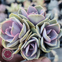 Load image into Gallery viewer, Perle Von Nurnberg - John & Norma's Succulents