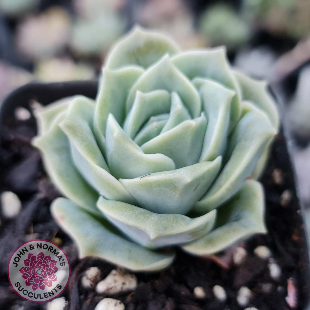 Graptoveria Lovely Rose