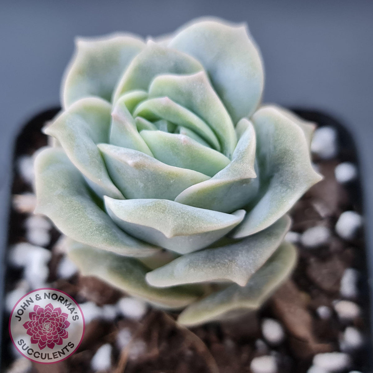 Graptoveria Lovely Rose