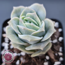 Load image into Gallery viewer, Graptoveria Lovely Rose - John & Norma's Succulents