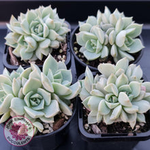 Load image into Gallery viewer, Graptoveria Titubans - John & Norma's Succulents