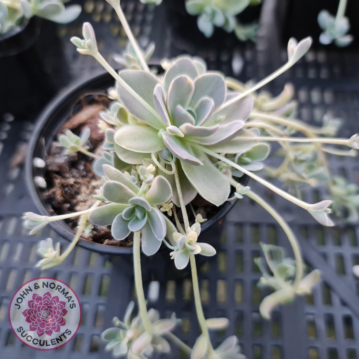Orostachys iwarenge var. boehmeri - Variegated Chinese Dunce Cap
