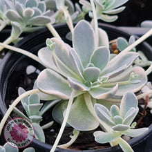 Load image into Gallery viewer, Orostachys iwarenge var. boehmeri - Variegated Chinese Dunce Cap - Cuttings - John & Norma's Succulents