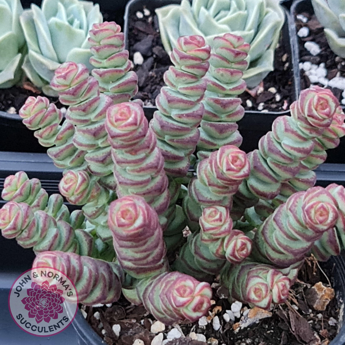 Crassula ‘Baby’s Necklace’ succulent with stacked green leaves and vibrant pink-red margins