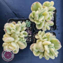 Load image into Gallery viewer, Cotyledon Tomentosa 'Bears Paw' White Variegated - John & Norma's Succulents