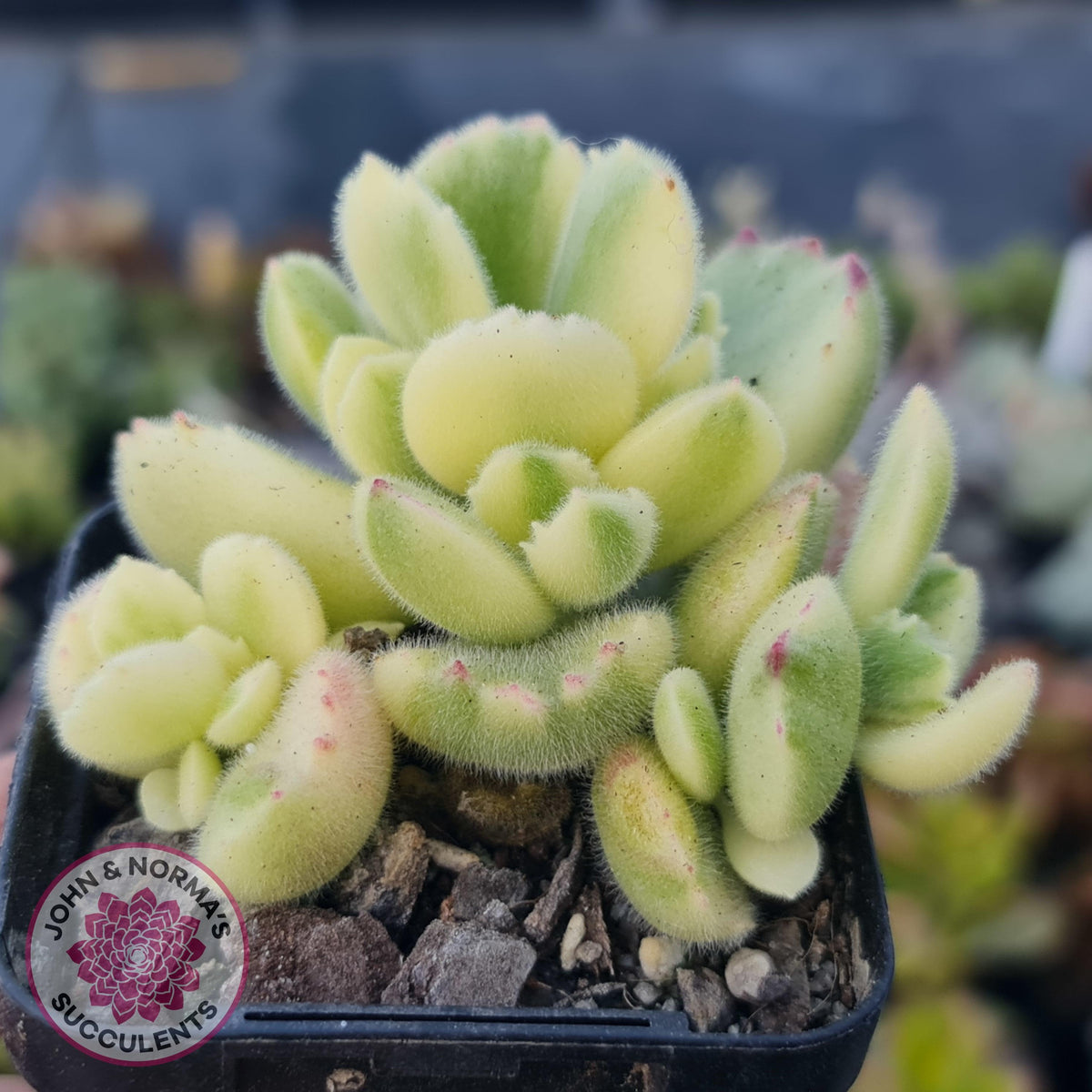 Cotyledon tomentosa 'Bears Paw' White Variegated