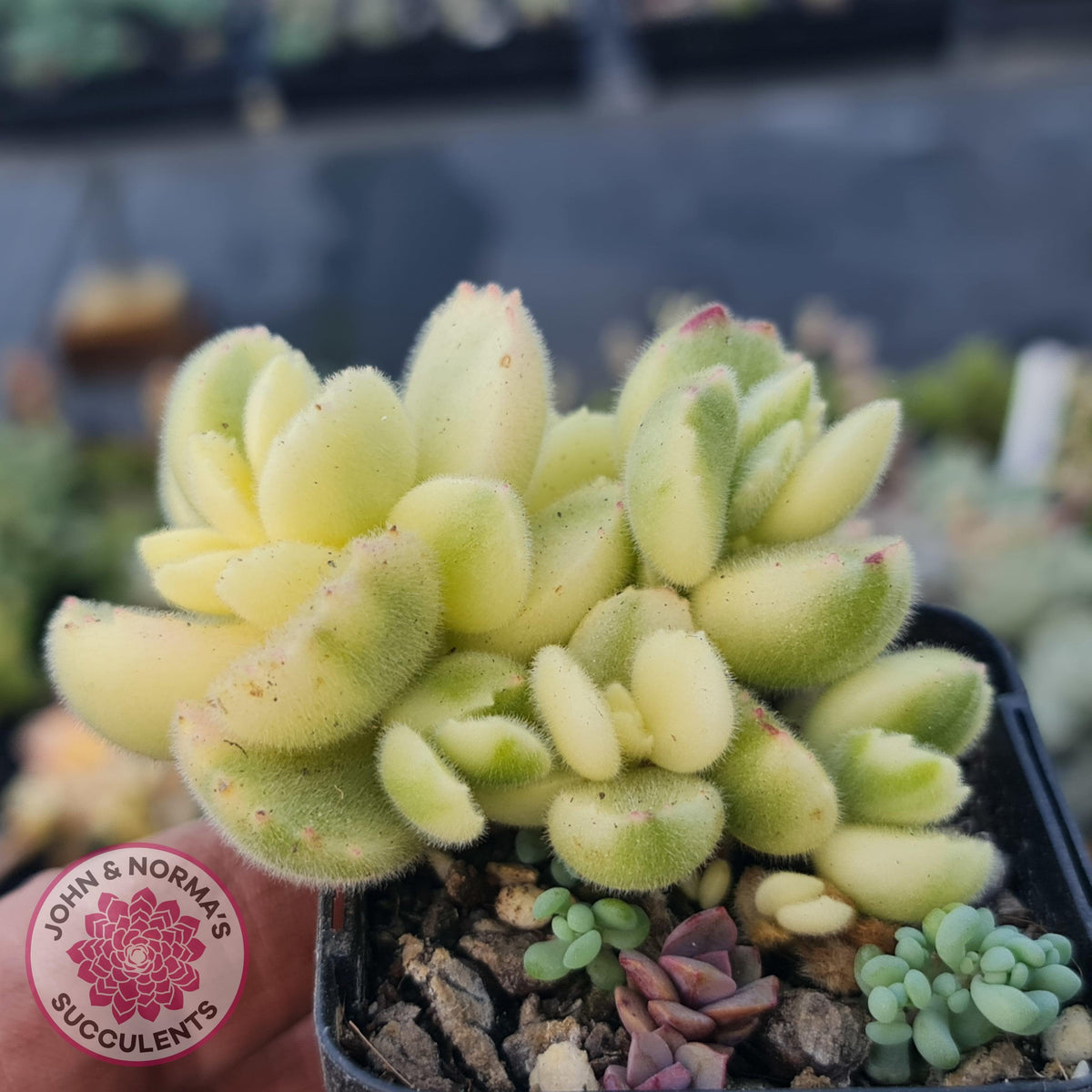 Cotyledon tomentosa 'Bears Paw' White Variegated