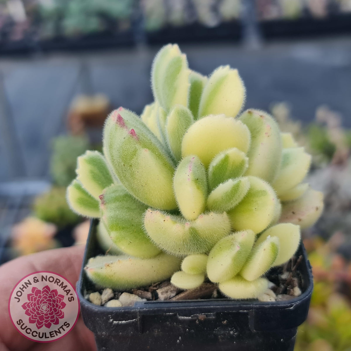 Cotyledon tomentosa 'Bears Paw' White Variegated
