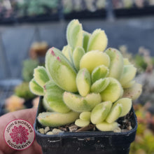 Load image into Gallery viewer, Cotyledon Tomentosa 'Bears Paw' White Variegated - John & Norma's Succulents