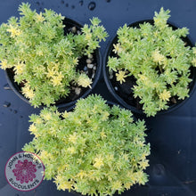 Load image into Gallery viewer, Sedum Japonicum variegata - Matcha Latte - John & Norma's Succulents