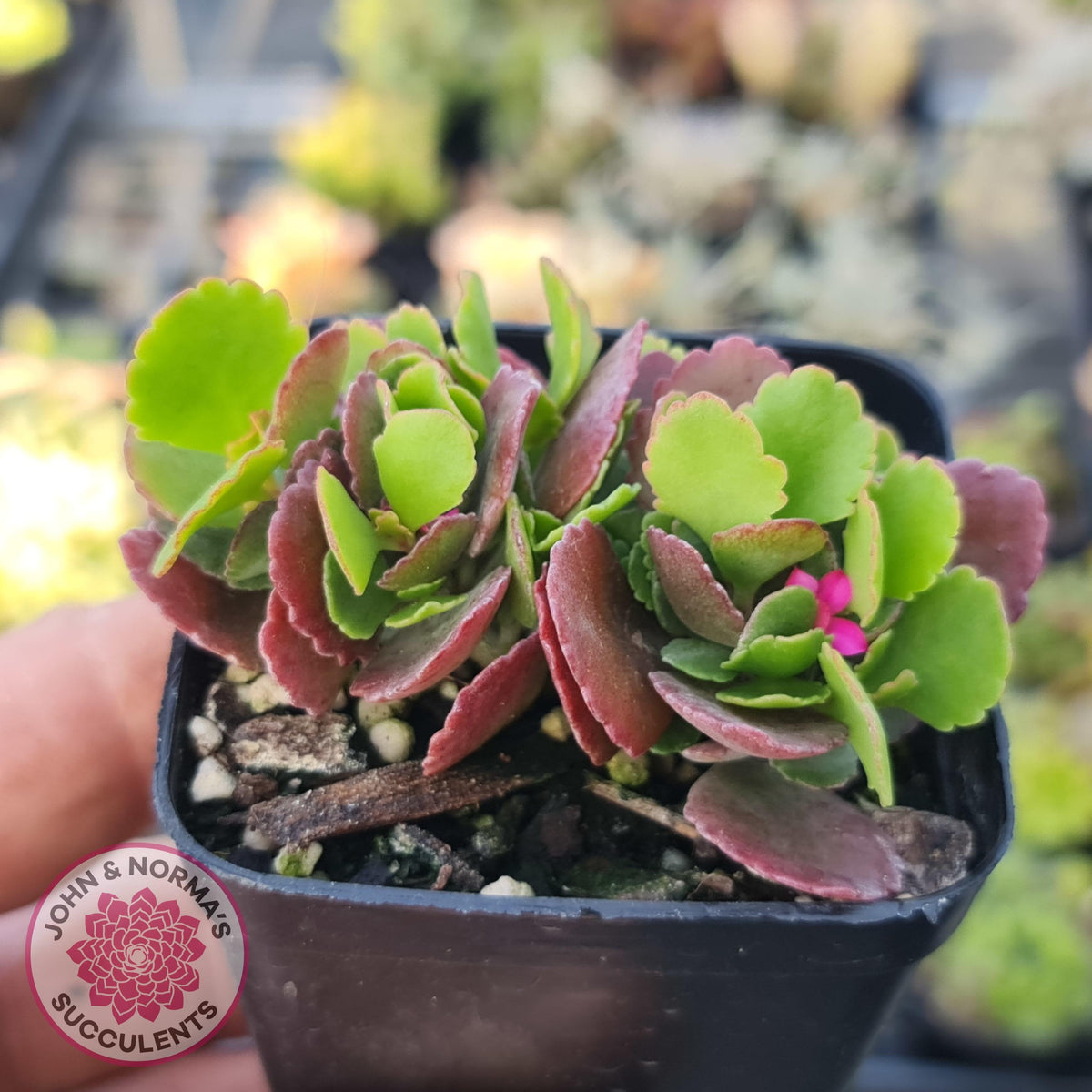 Kalanchoe Dwarf Hybrid - Hot Pink Flowers