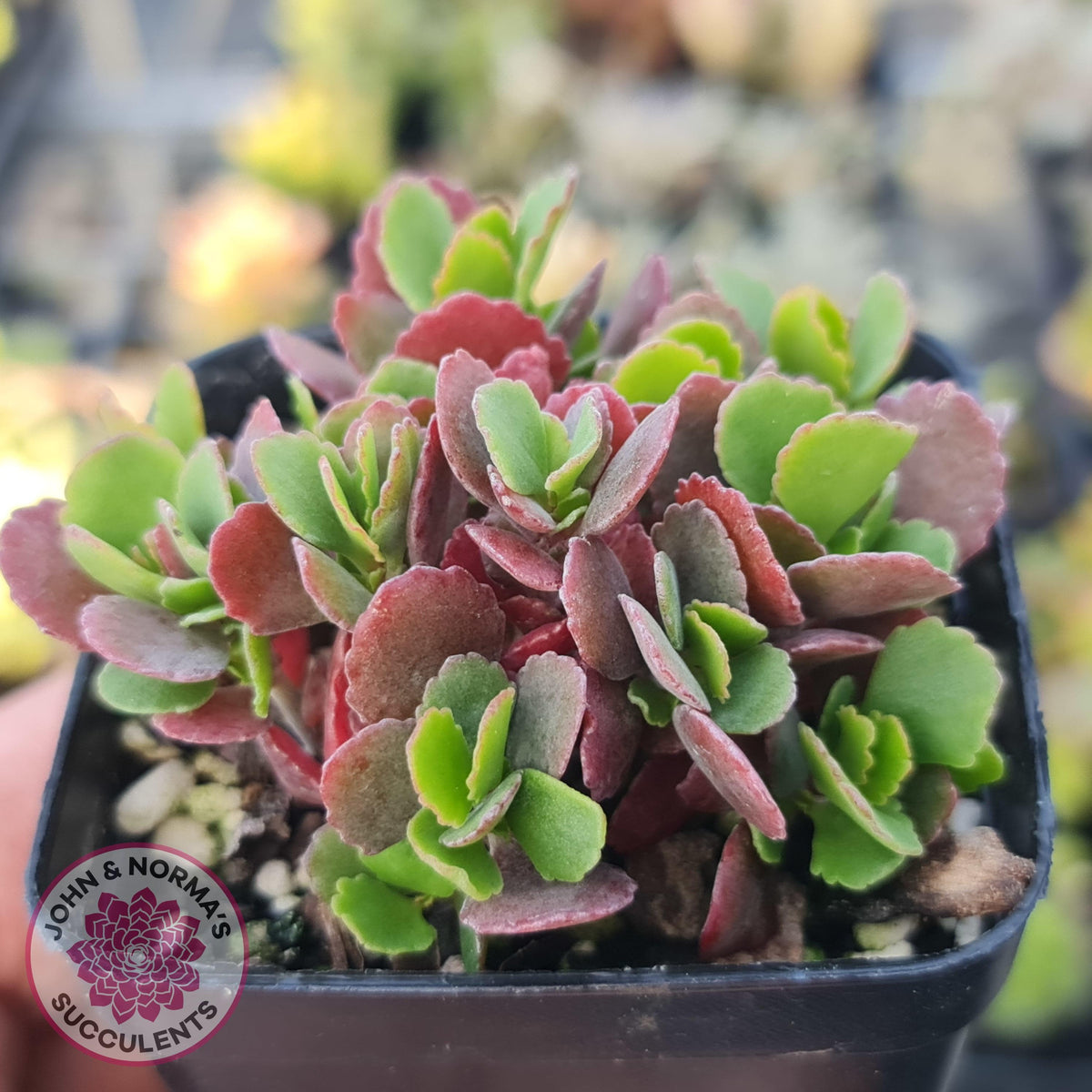 Kalanchoe Dwarf Hybrid - Hot Pink Flowers