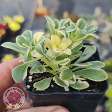 Load image into Gallery viewer, Aichryson x aizoides variegatum - John & Norma's Succulents