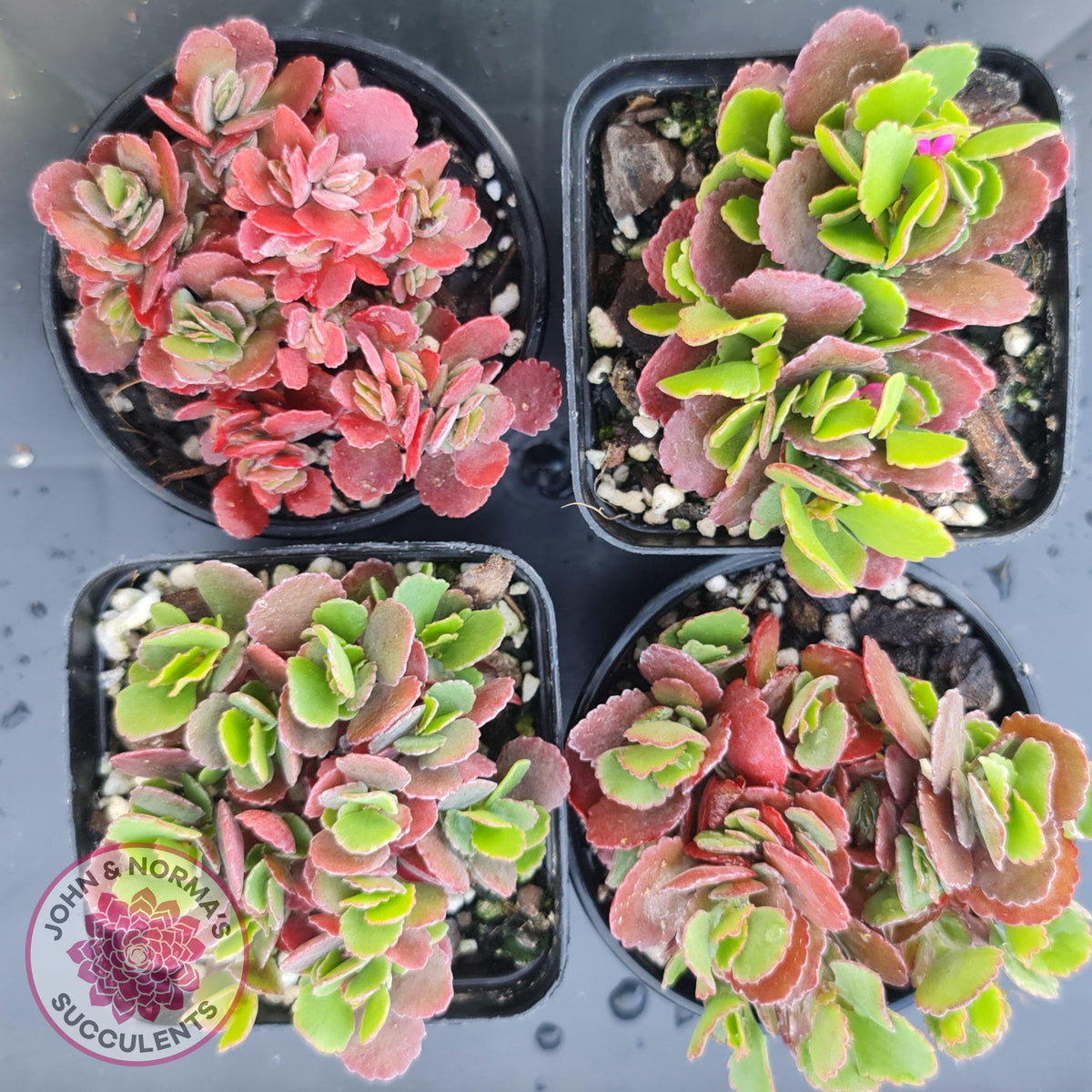 Kalanchoe Dwarf Hybrid - Hot Pink Flowers