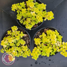 Load image into Gallery viewer, Sedum Makinoi Ogon - John & Norma's Succulents