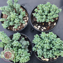 Load image into Gallery viewer, Sedum dasyphyllum Lilac Mound - John & Norma's Succulents