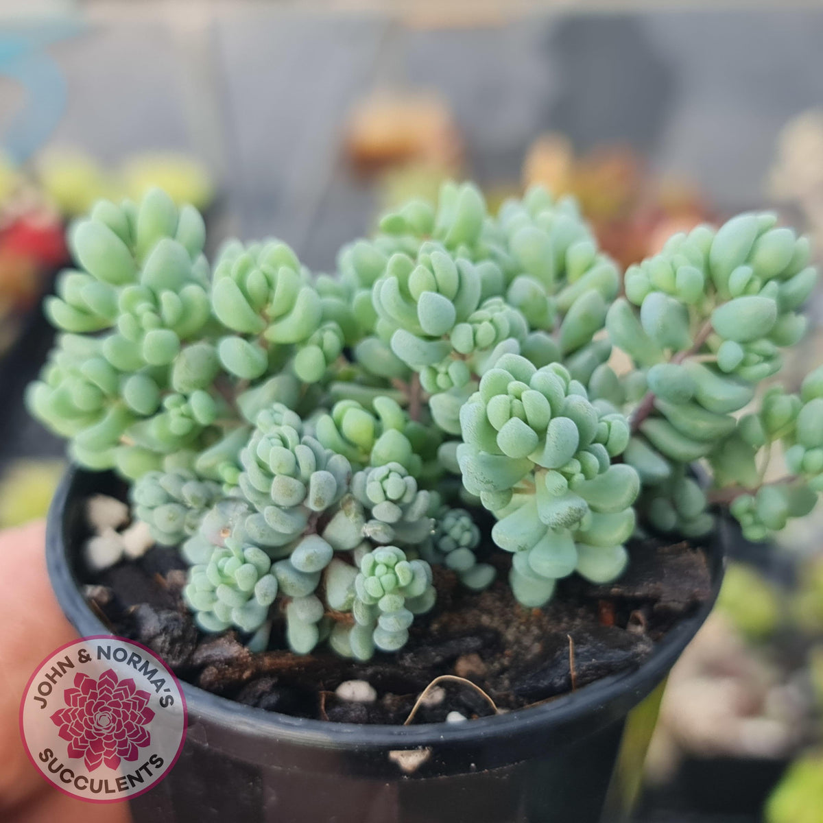 Sedum dasyphyllum 'Lilac Mound'