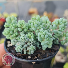 Load image into Gallery viewer, Sedum dasyphyllum Lilac Mound - John & Norma's Succulents