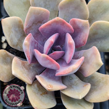 Load image into Gallery viewer, Graptoveria Debbie - John & Norma's Succulents