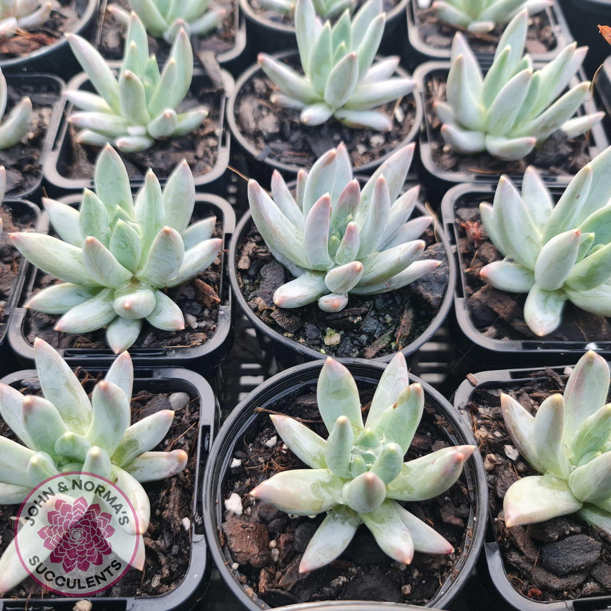 Pachyphytum compactum - White form