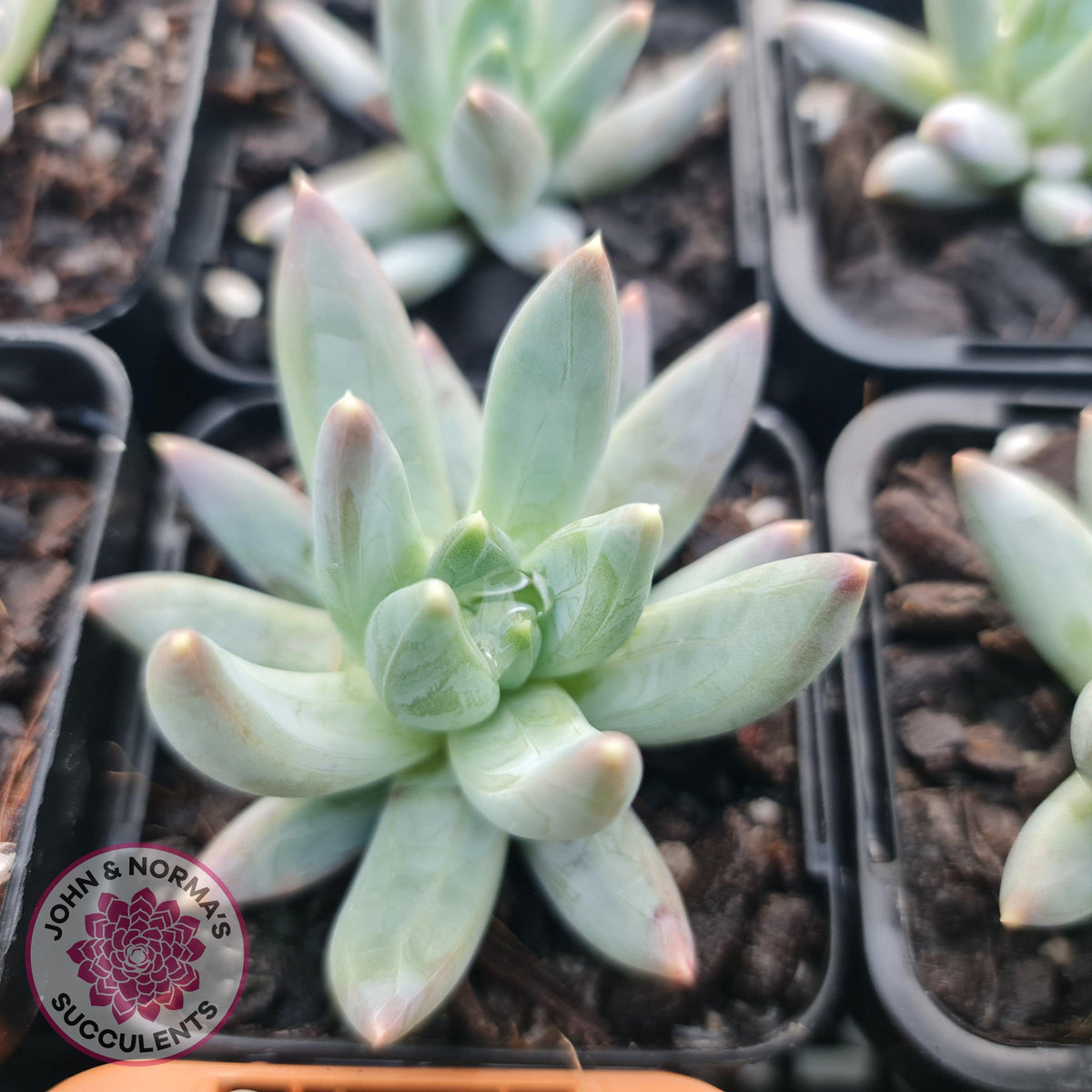 Pachyphytum compactum - White form