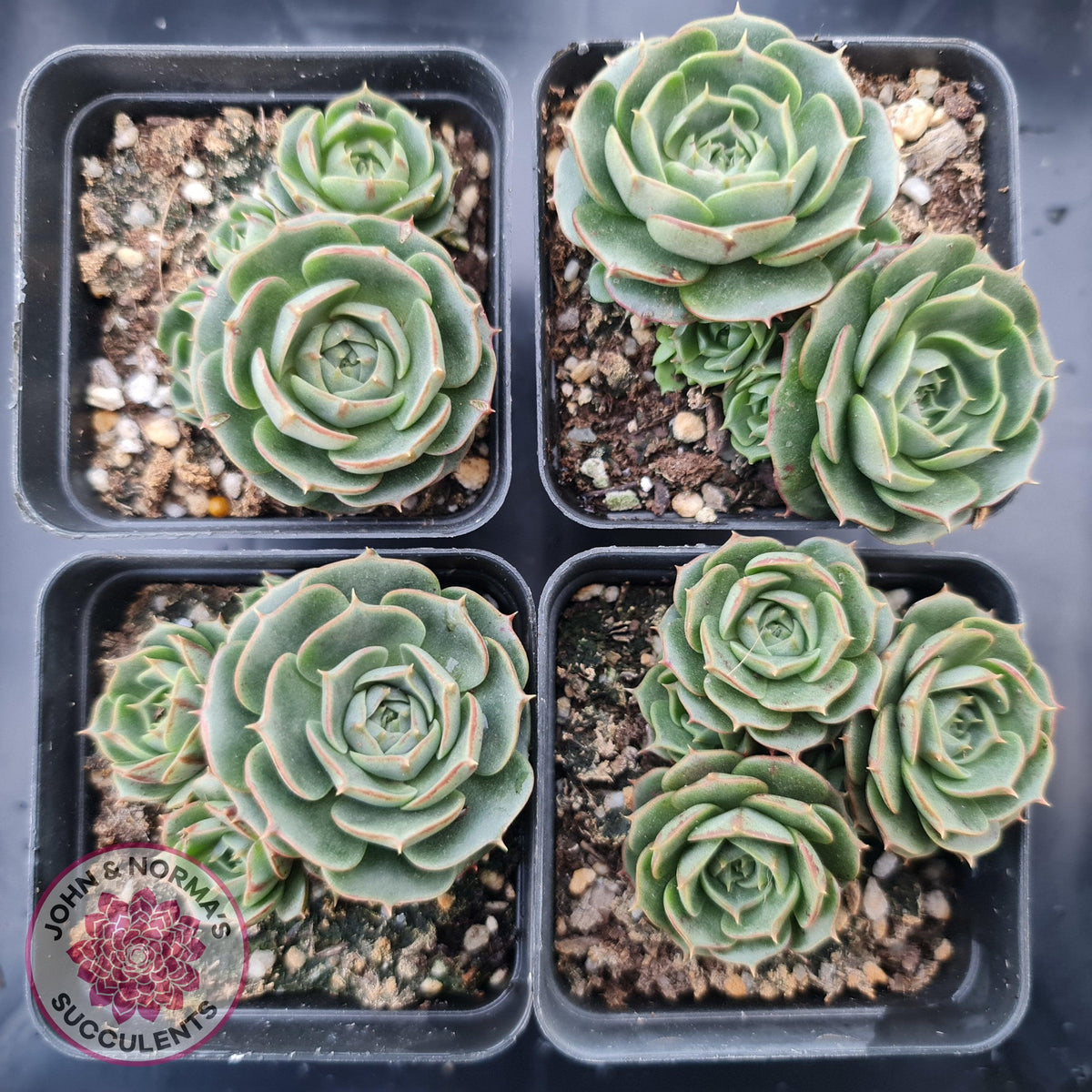 Echeveria longisima (Round Leaf form)