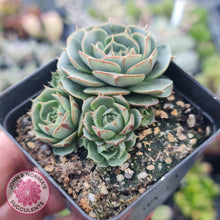 Load image into Gallery viewer, Echeveria Longisima - Round Leaf form - John & Norma's Succulents