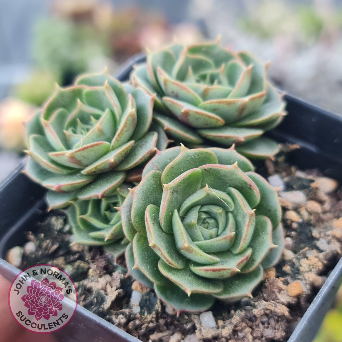 Echeveria longisima (Round Leaf form)