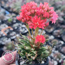 Load image into Gallery viewer, Kalanchoe Tarantula - John & Norma's Succulents