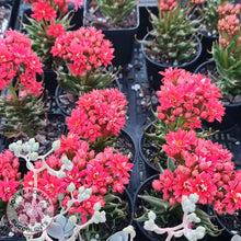 Load image into Gallery viewer, Kalanchoe Tarantula - John & Norma's Succulents