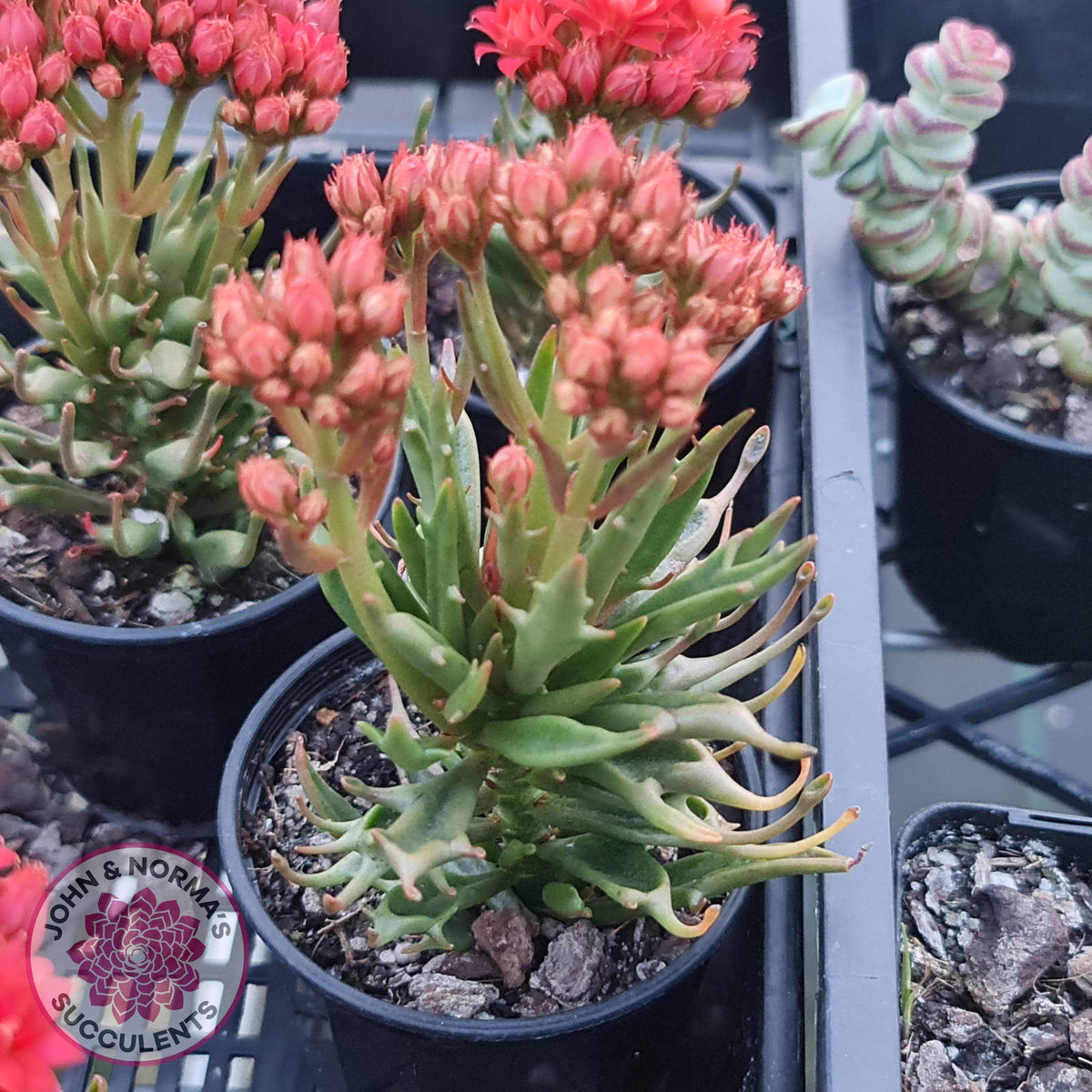Kalanchoe Tarantula