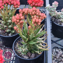 Load image into Gallery viewer, Kalanchoe Tarantula - John & Norma's Succulents
