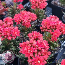 Load image into Gallery viewer, Kalanchoe Tarantula - John & Norma's Succulents