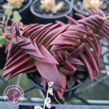 Load image into Gallery viewer, Crassula Red Pagoda Large form (burgundy) - John & Norma's Succulents