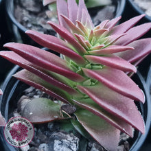 Load image into Gallery viewer, Crassula Red Pagoda Large form (burgundy) - John & Norma's Succulents